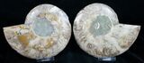 Beautiful Agatized Ammonite Pair #11012-3